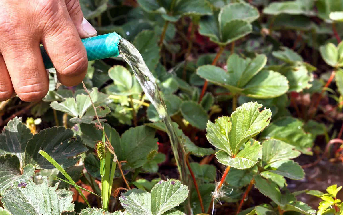 Уход за клубникой: секреты обильного урожая