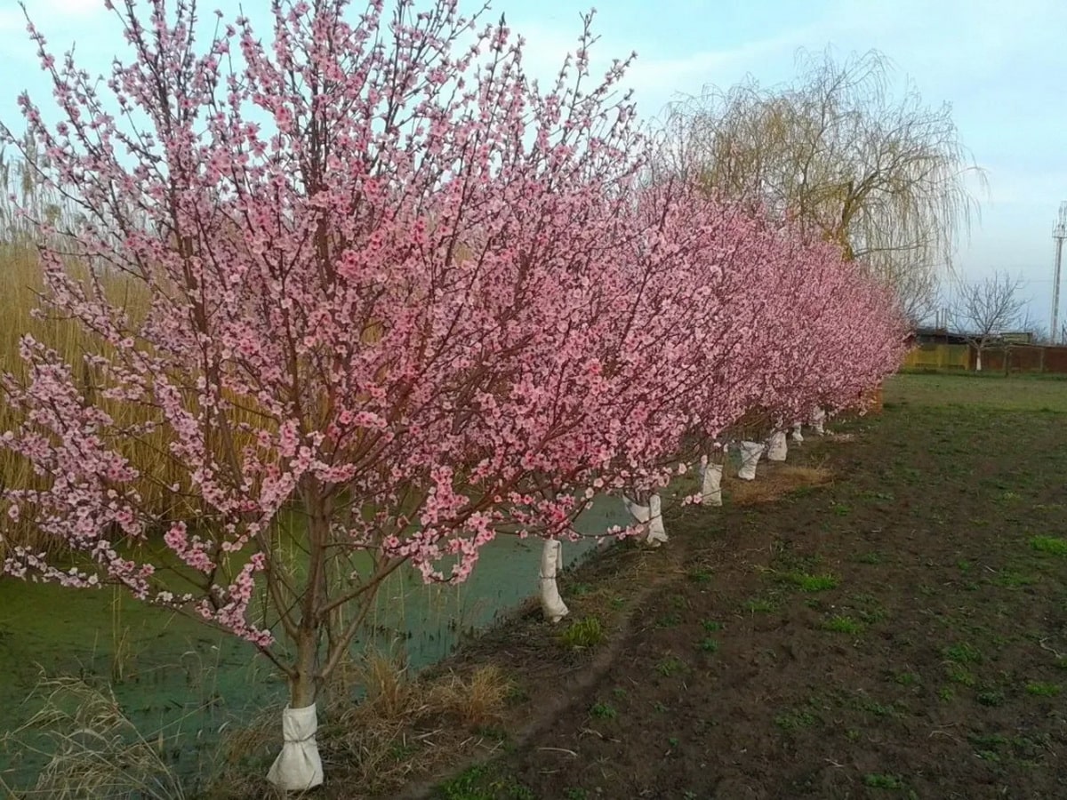 Обрезка абрикоса весной