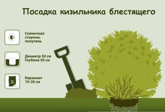 Посадка и уход за кизильником