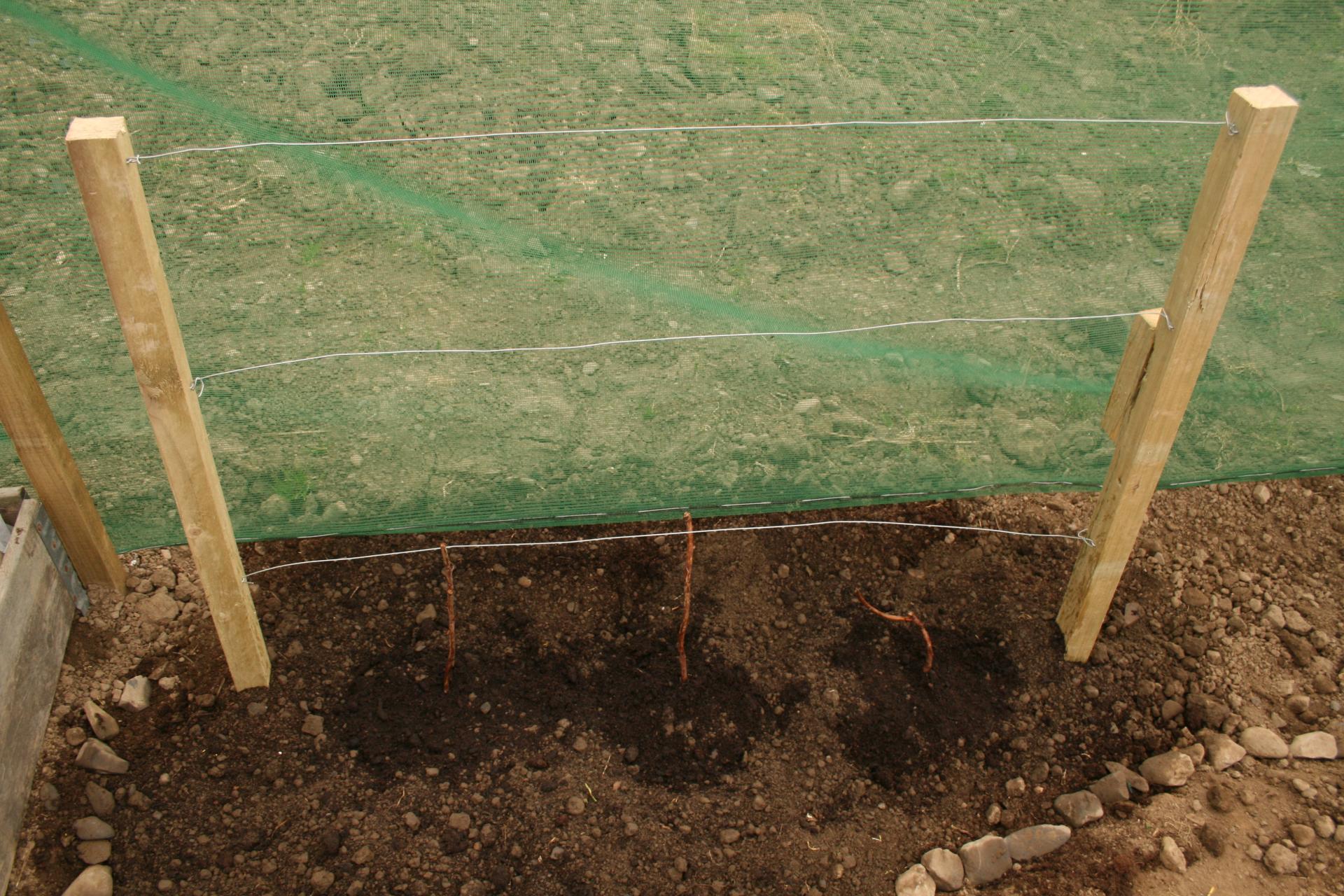 Как правильно сажать малину: советы и рекомендации