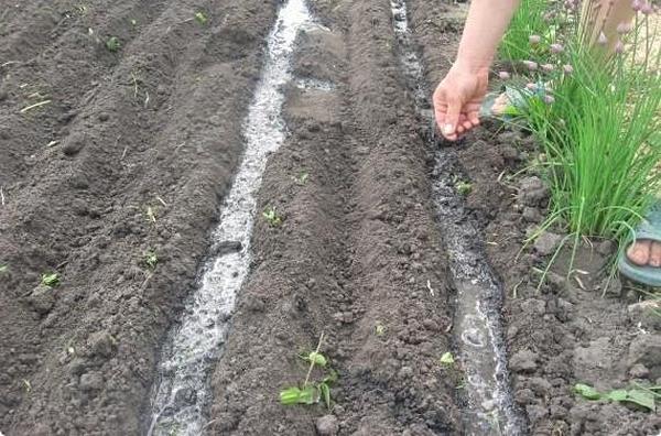 Посадка базилика в открытый грунт