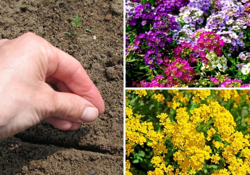 Алиссум - посадка и уход