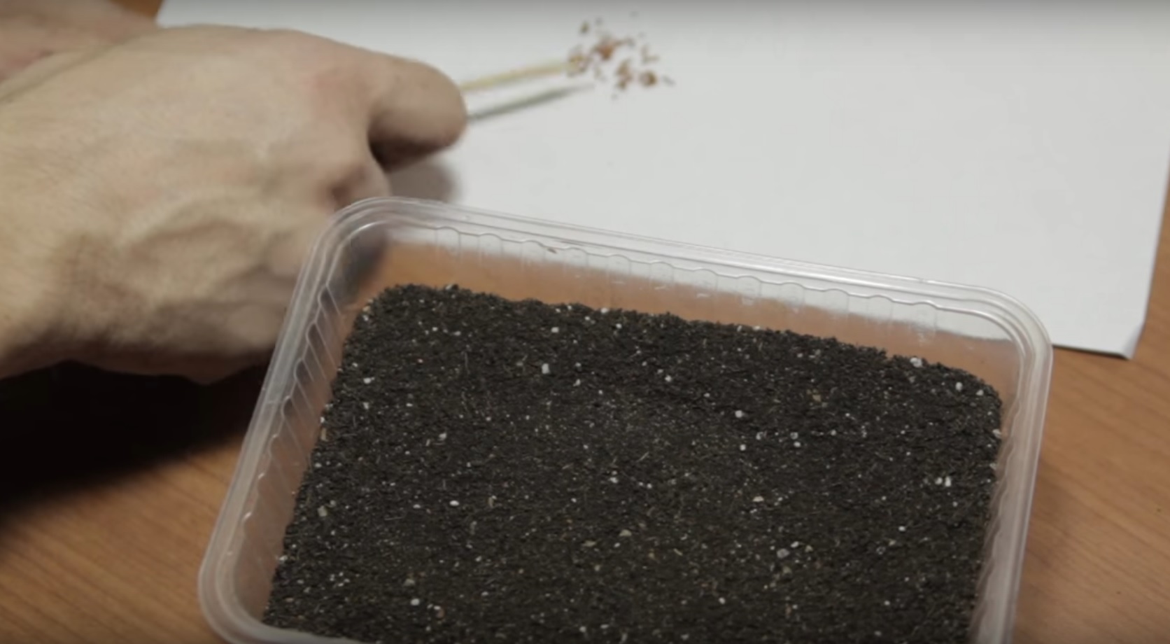 Как вырастить клубнику из семян: секреты успешного выращивания