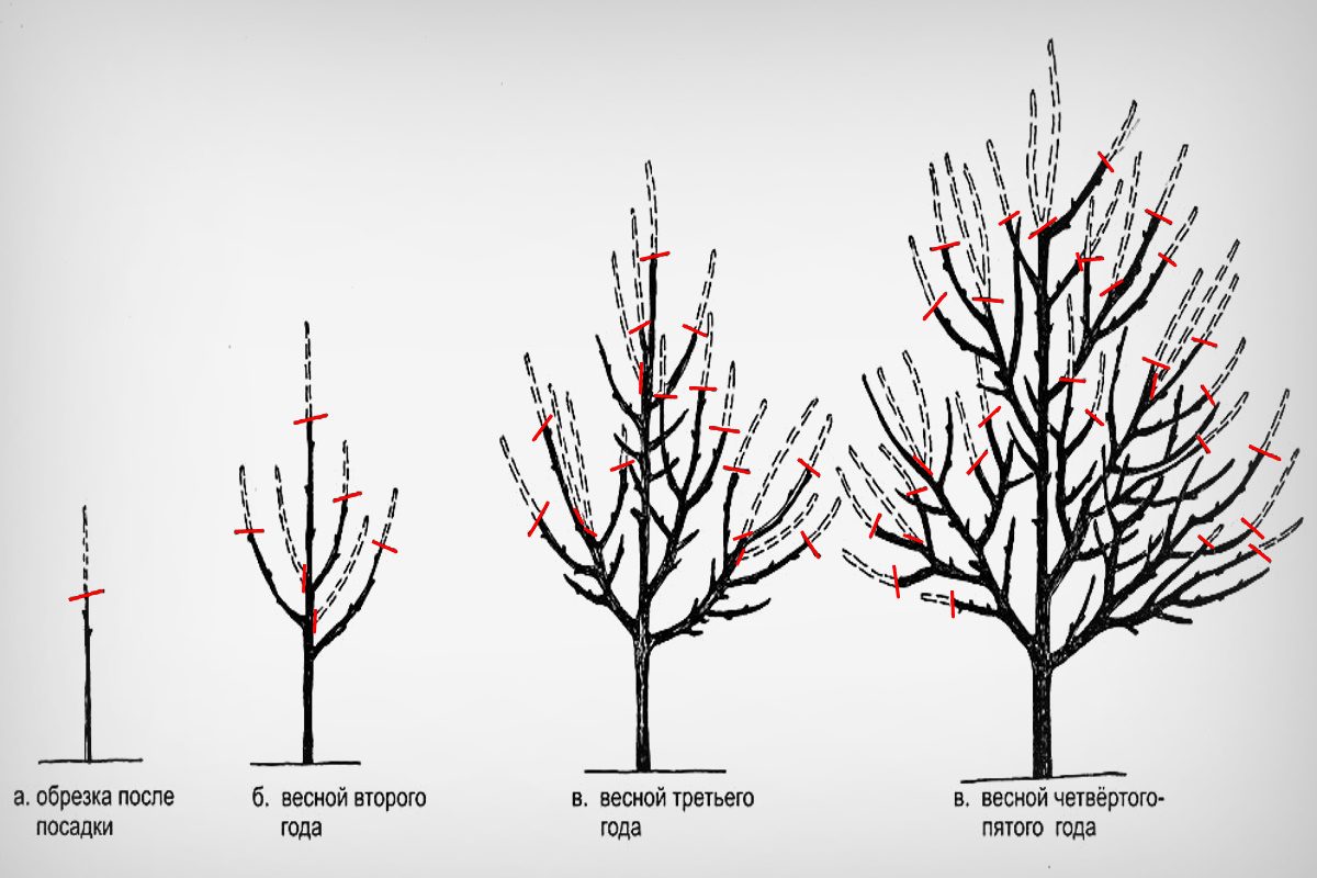 Как правильно обрезать грушу
