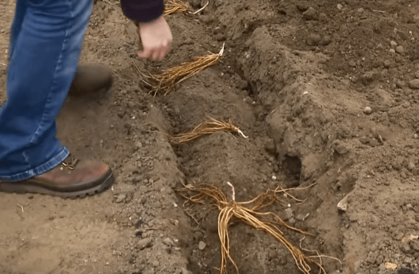 Как вырастить спаржу на грядке