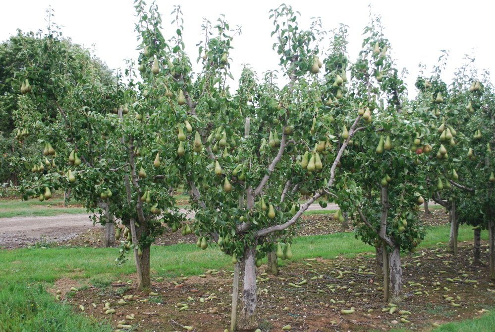 Выращиваем грушу в нашем саду