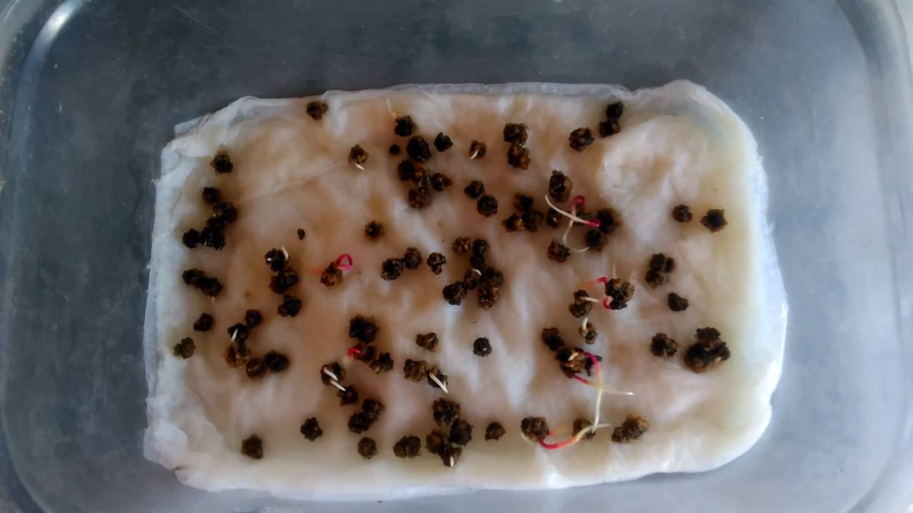 Посадка свеклы семенами в открытый грунт