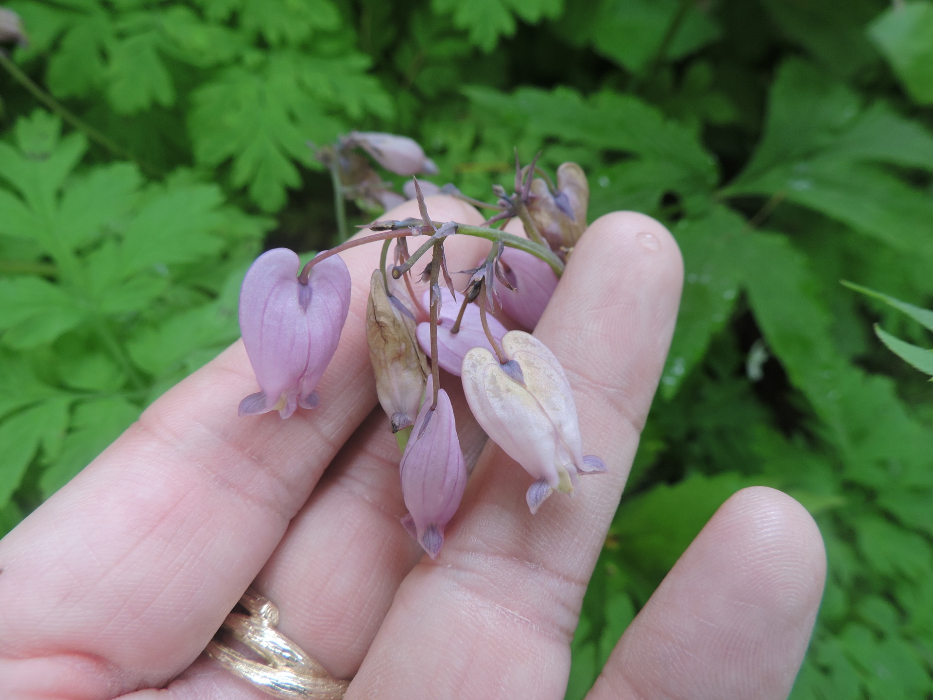 Выращивание и уход за дицентрой