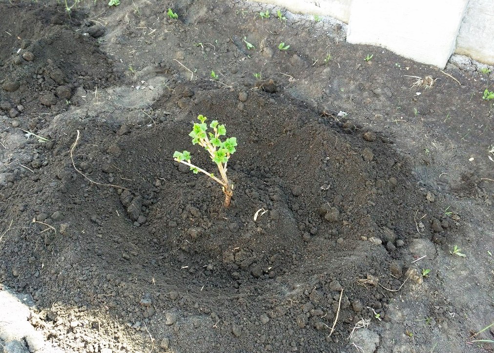 Выращивание белой смородины: секреты ухода