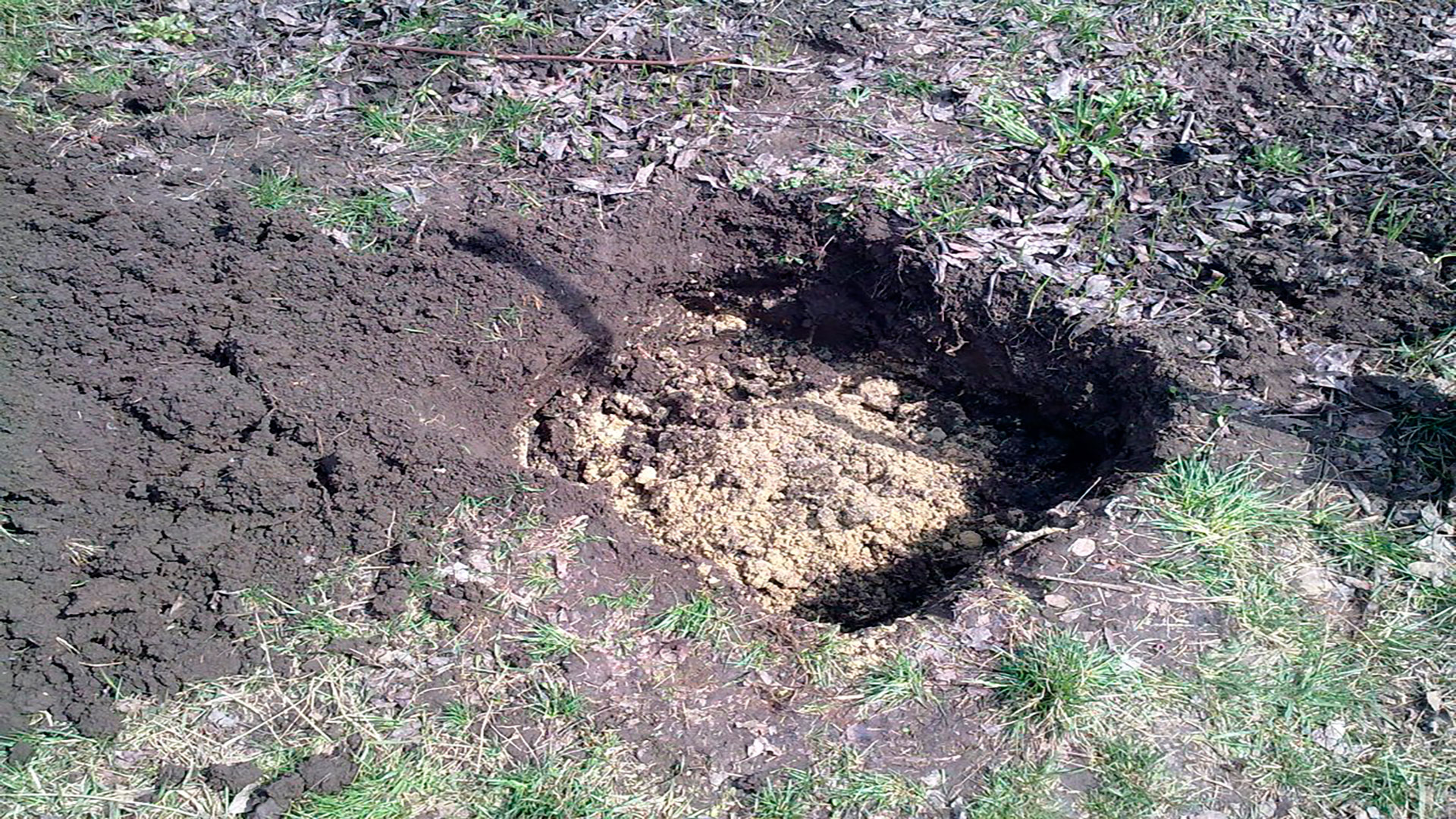 Как правильно посадить крыжовник осенью