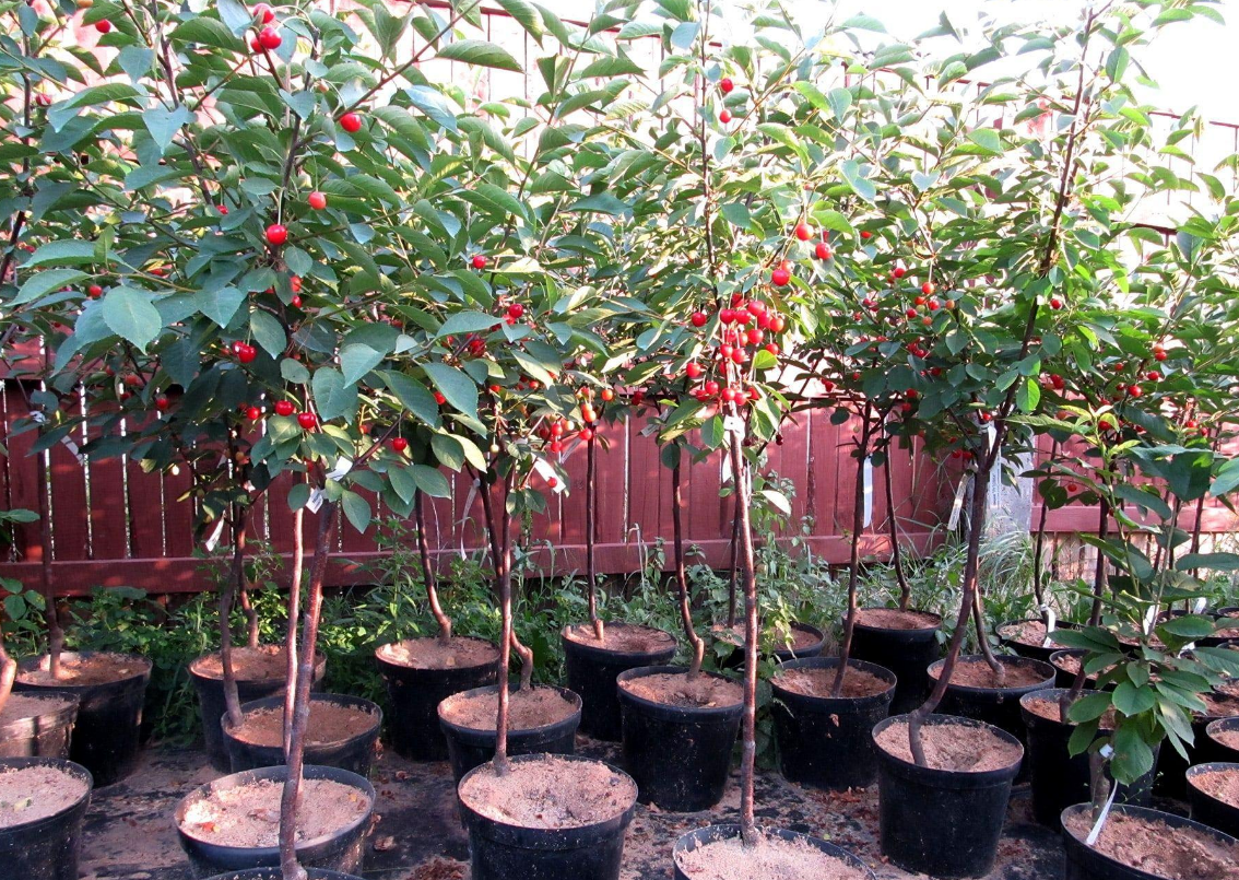 Посадка и уход за вишней: секреты успешного садоводства