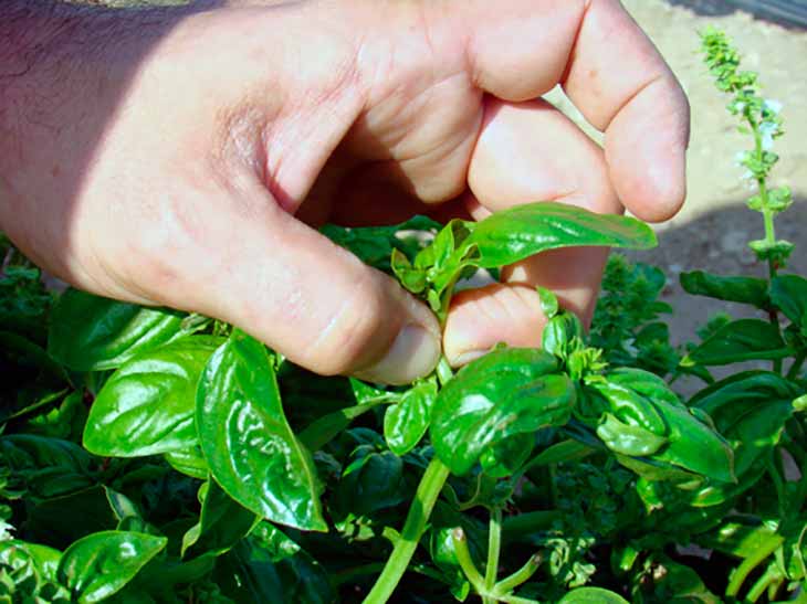 Выращивание и уход за базиликом: основные моменты заботы о растении