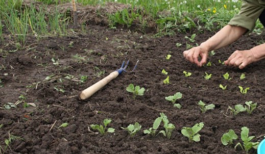Выращивание и уход за брюквой: инструкция для начинающих садоводов