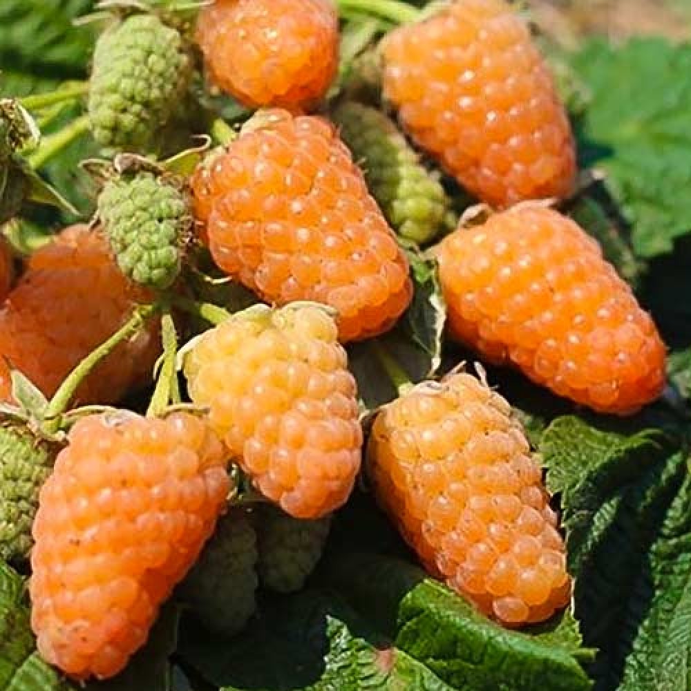 Выращивание и уход за ремонтантной малиной