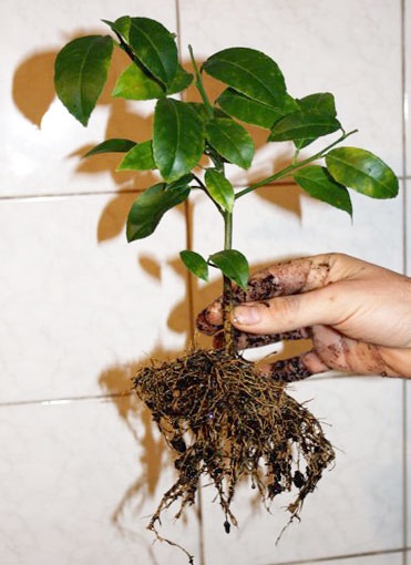 Как часто пересаживать лимон?