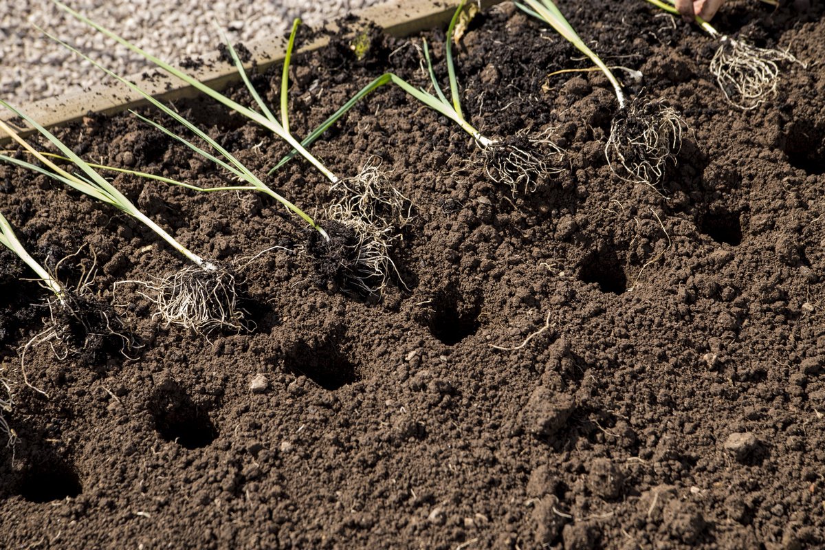 Посадка и выращивание лука-порея