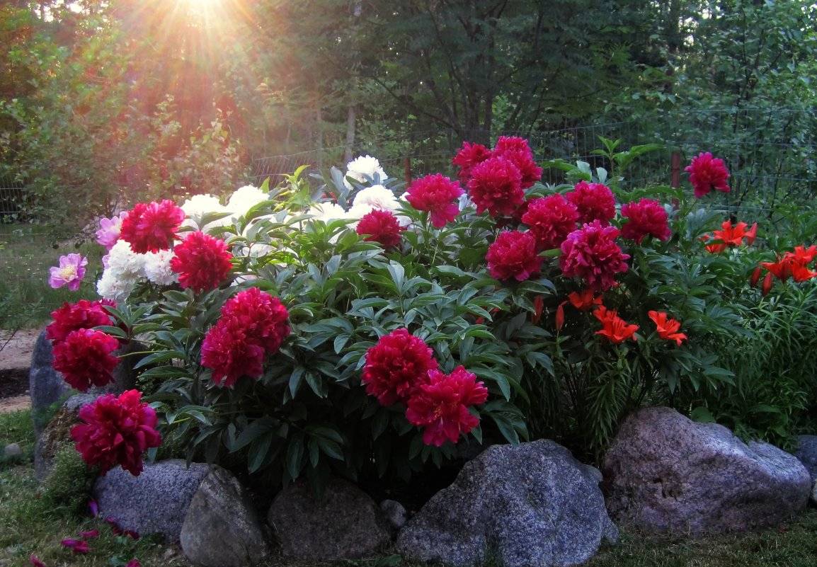 Пионы в ландшафтном дизайне: добавляем красоту и аромат в наш сад