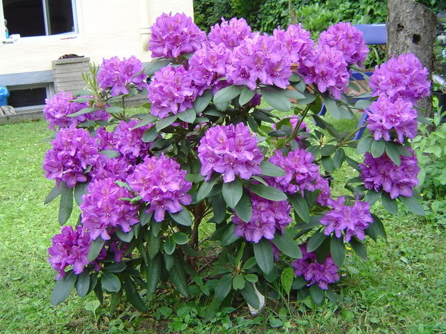 Посадка рододендрона: секреты успешного выращивания