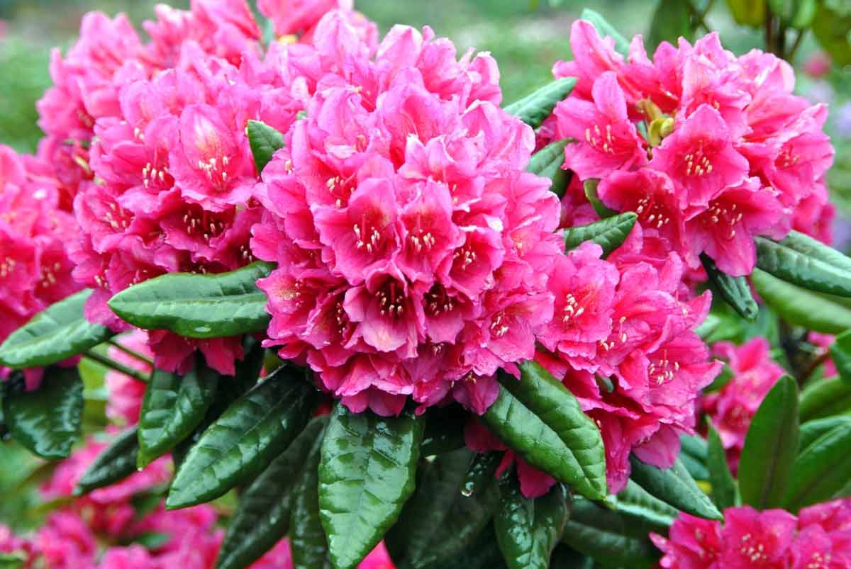 Выращивание и уход за рододендроном: секреты успешного садоводства