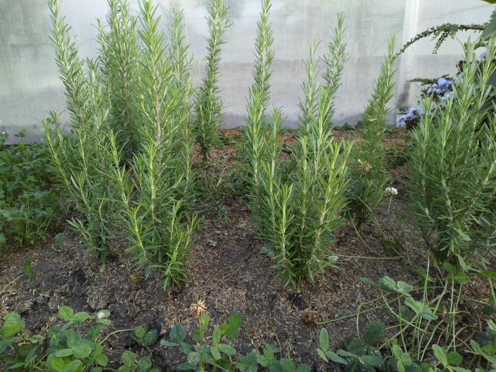 Выращивание розмарина: уникальное растение для вашего сада