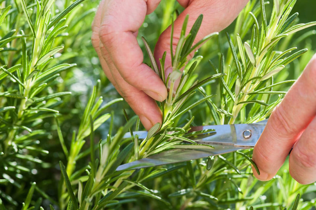 Выращивание розмарина: уникальное растение для вашего сада