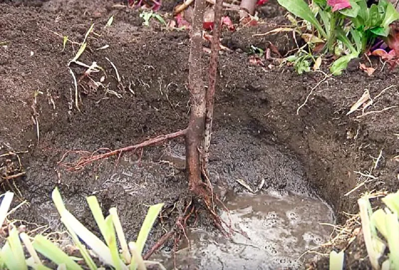 Посадка и уход за вишней: секреты успешного садоводства