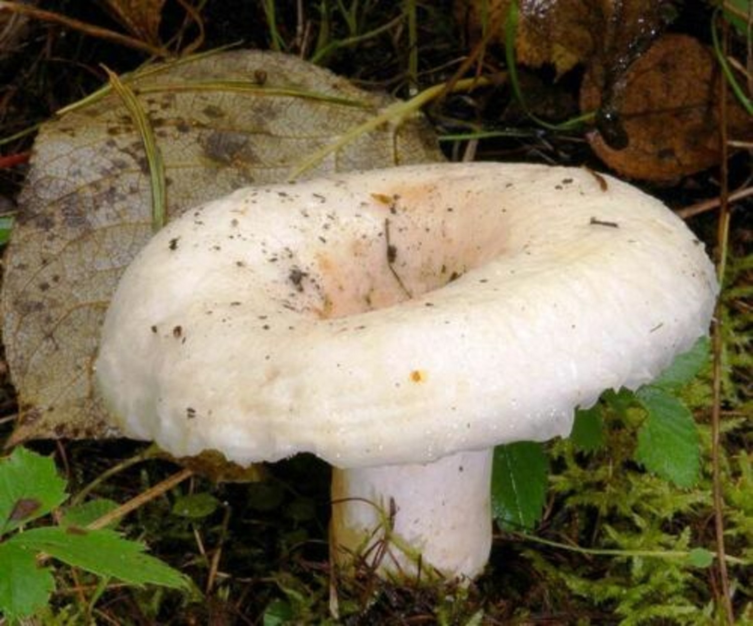 Какие грибы можно вырастить на участке