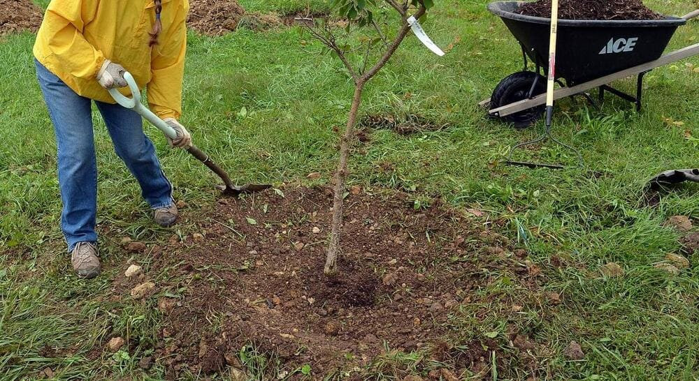 Выращивание и уход за абрикосом