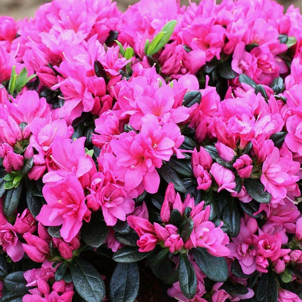 Декоративные цветущие кустарники для сада: красота прямо у вас под окном