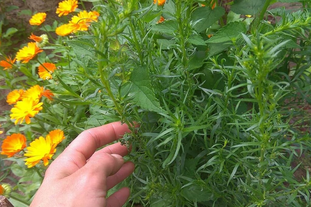 Выращивание тархуна (эстрагона): как получить неповторимый аромат и вкус