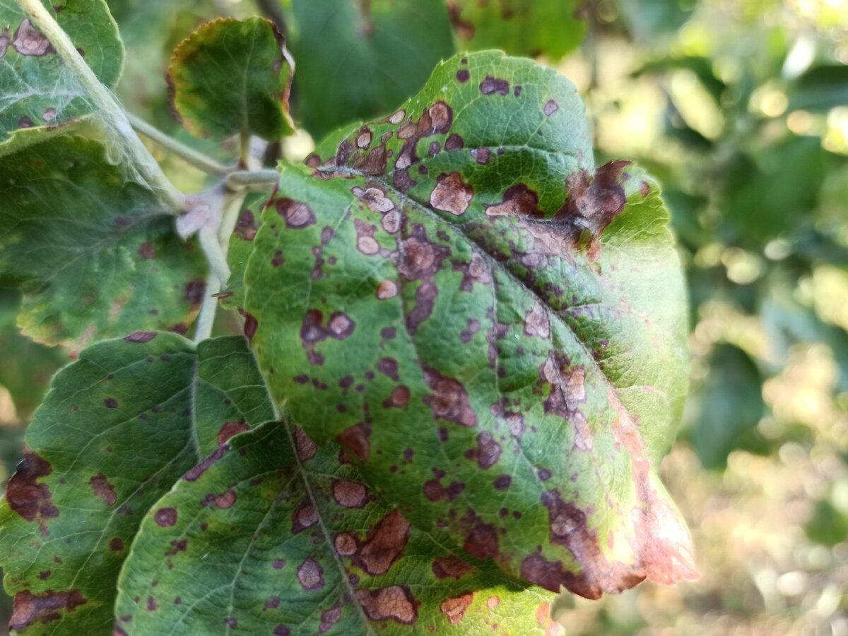 Болезни яблони: симптомы, профилактика и лечение