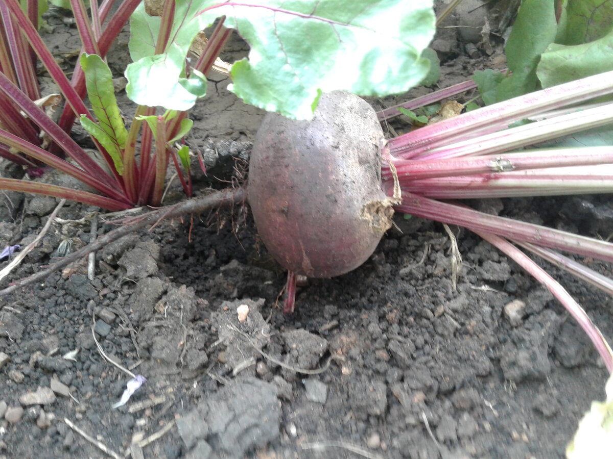 Посадка свеклы семенами в открытый грунт