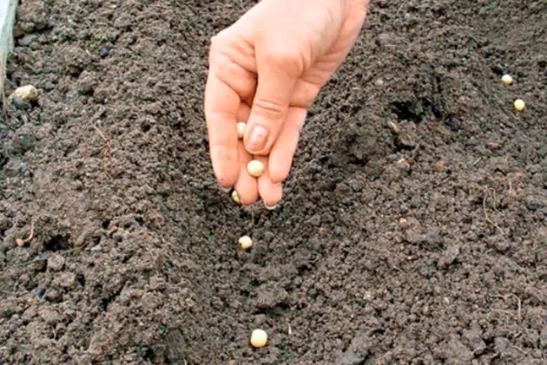 Посадка зеленого гороха: наслаждение естественным ростом