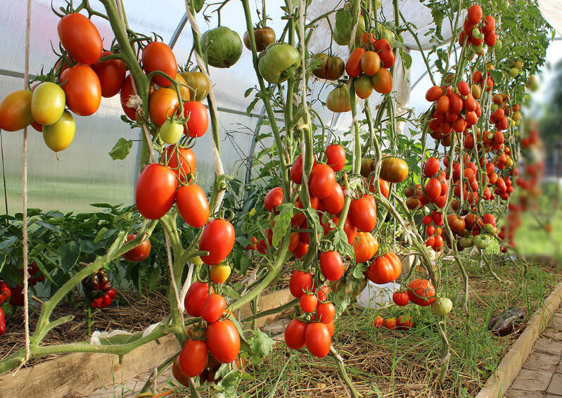 Что такое пасынкование томатов: полное руководство для начинающих садоводов