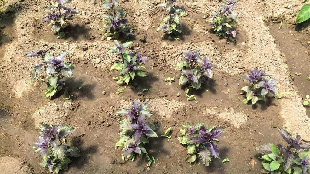 Посадка базилика в открытый грунт