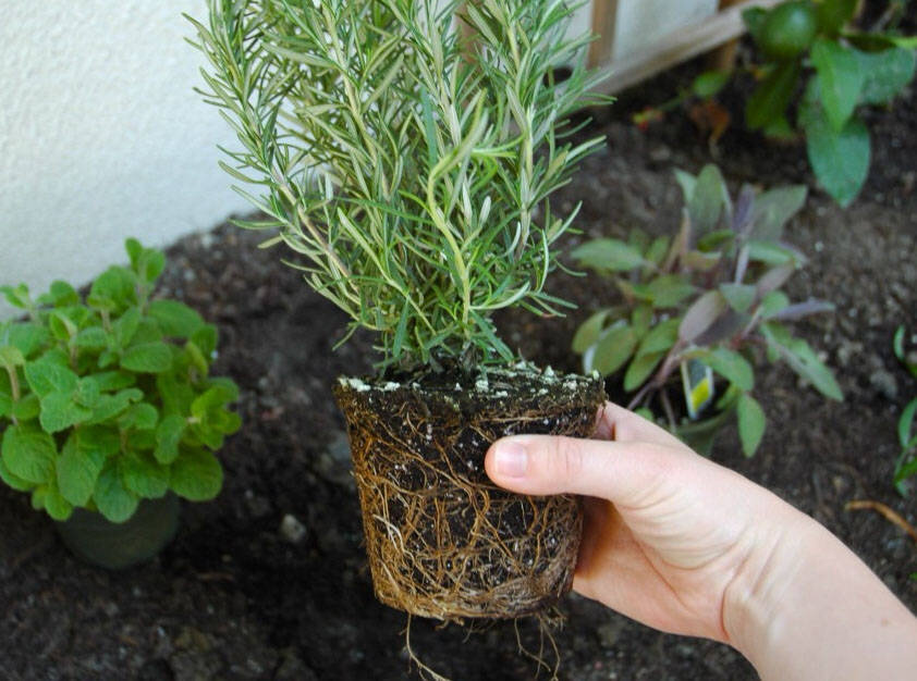 Выращивание розмарина: уникальное растение для вашего сада