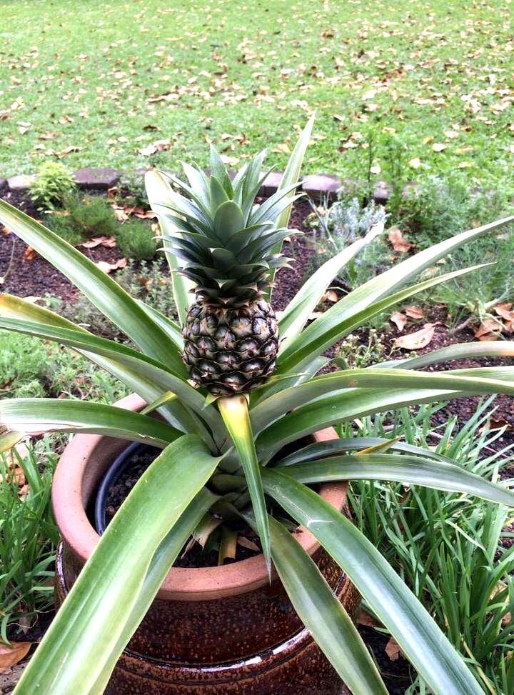 Как вырастить ананас в домашних условиях