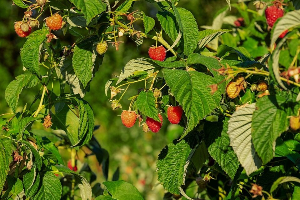 Посадка малины осенью
