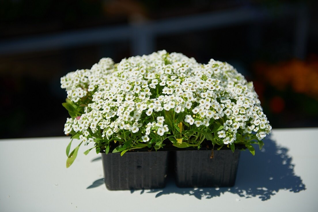 Алиссум - посадка и уход