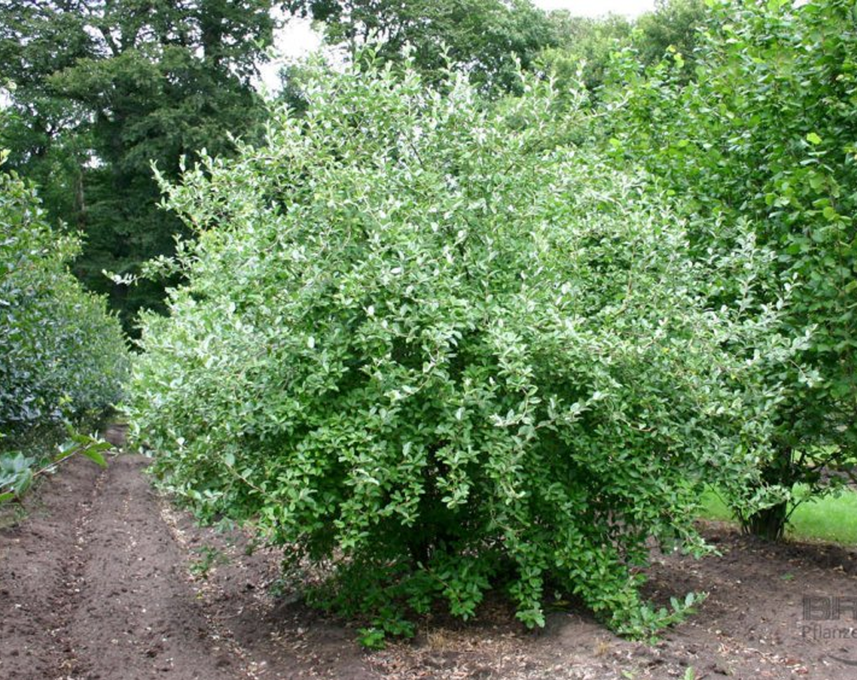 Как посадить кустарник гуми?