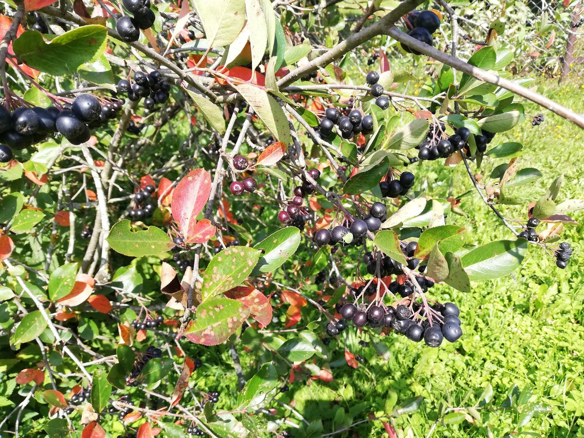 Когда и как посадить черноплодную рябину