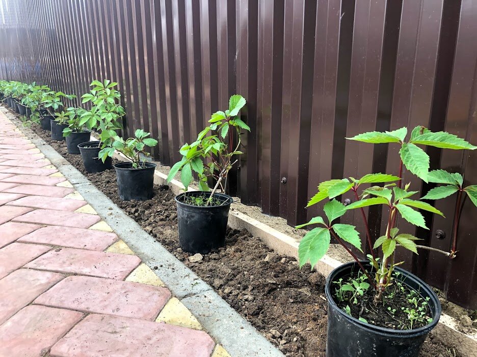 Как правильно посадить девичий виноград