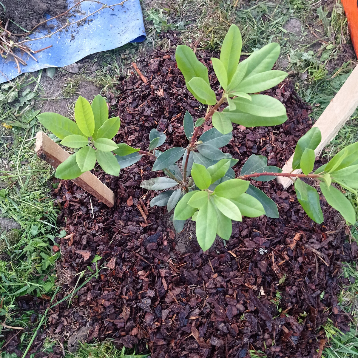 Посадка рододендрона: секреты успешного выращивания