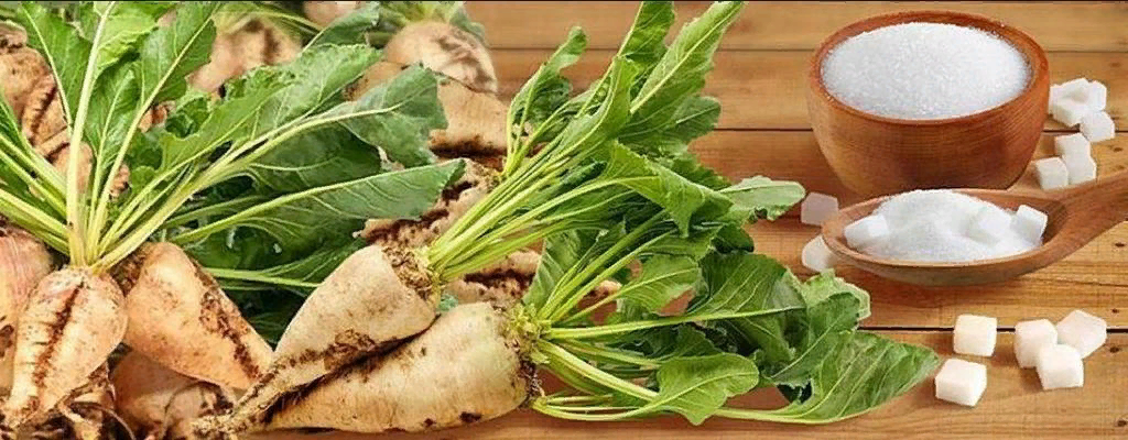 Сахарная свекла: энергетический бомбардир и лекарь на все случаи жизни