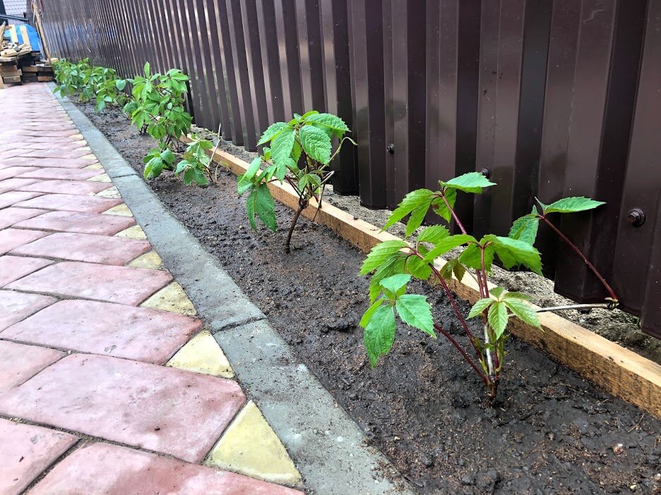 Как правильно посадить девичий виноград