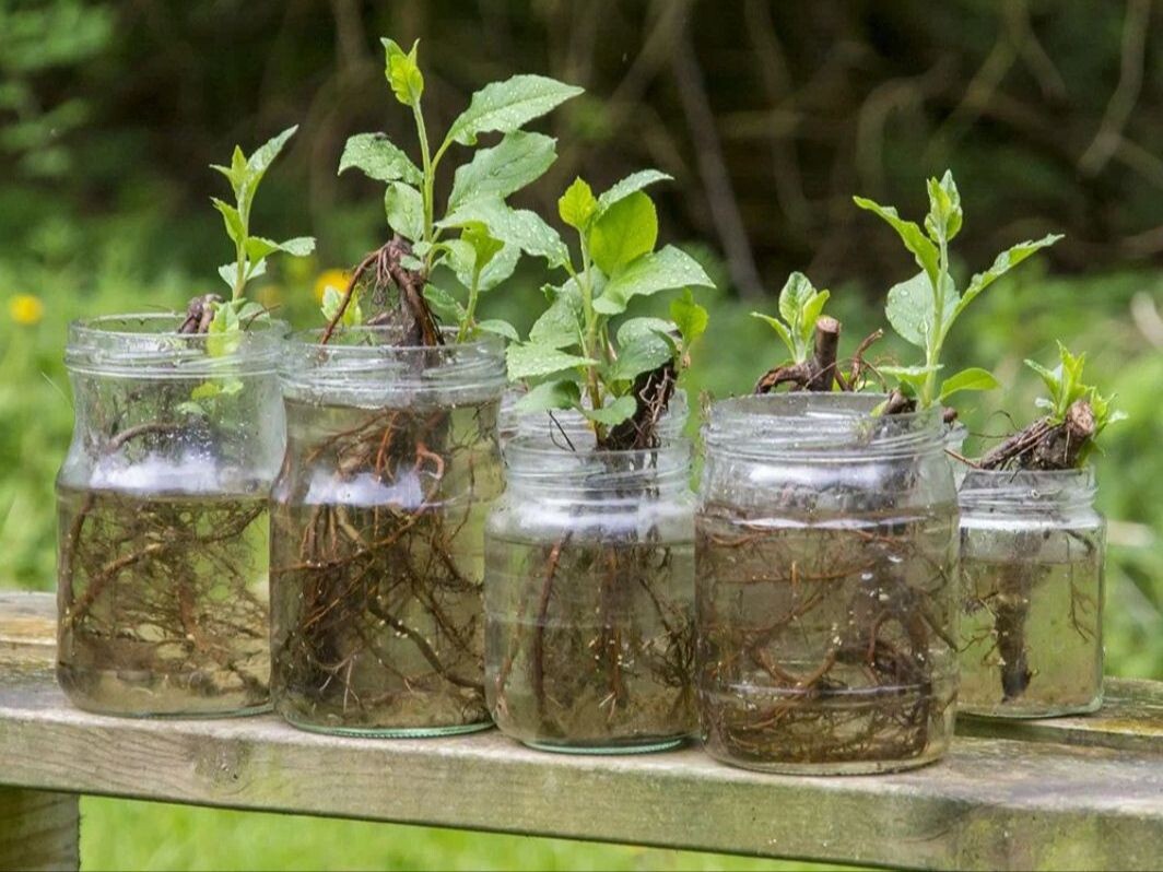 Как вырастить яблоко из черенка: пошаговая инструкция