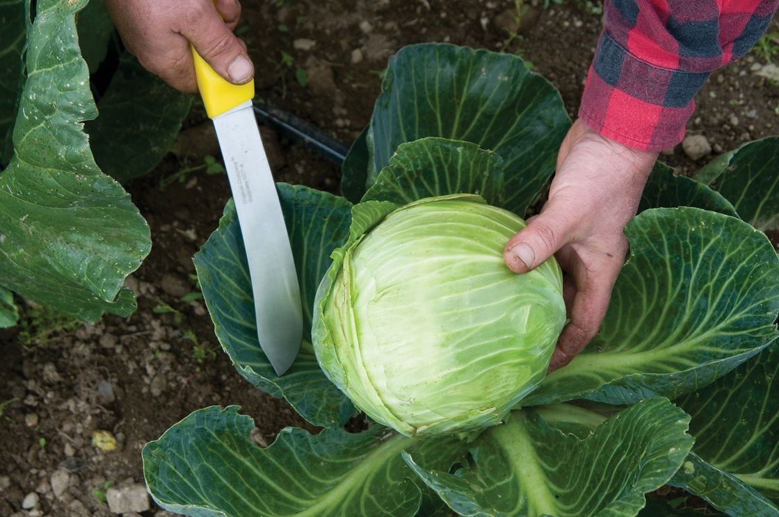 Посадка и уход за белокочанной капустой