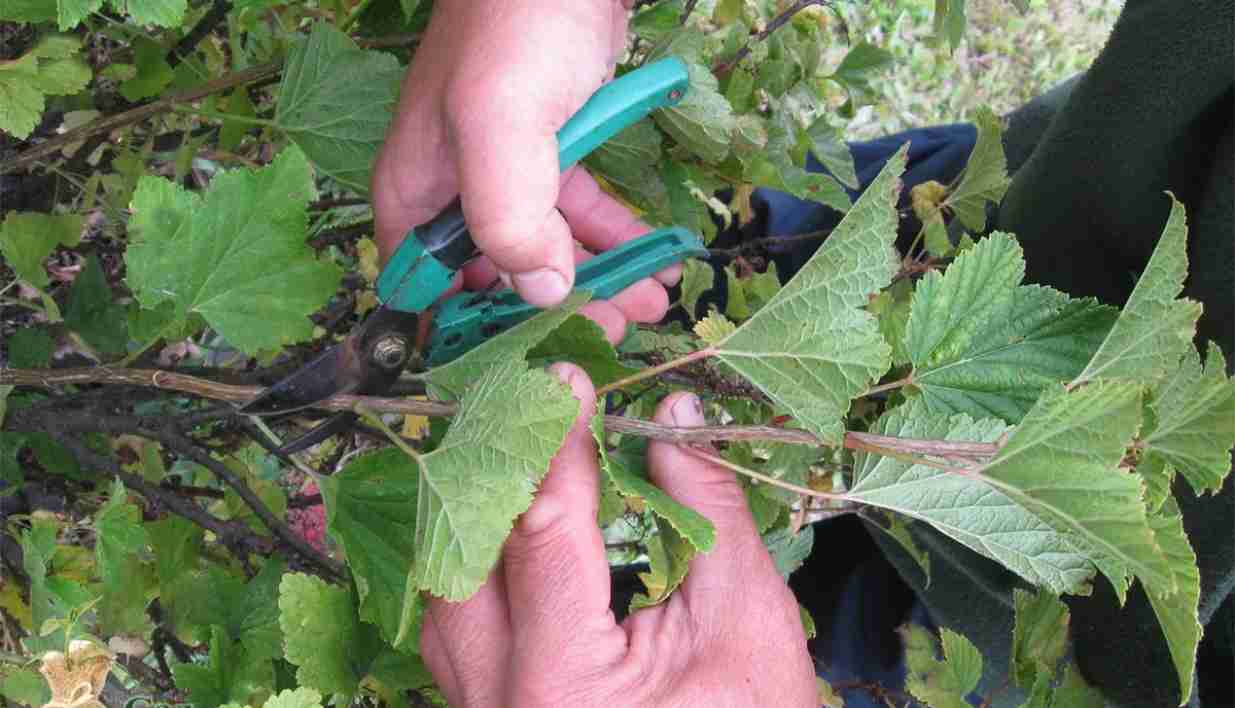 Размножение черной смородины черенкованием