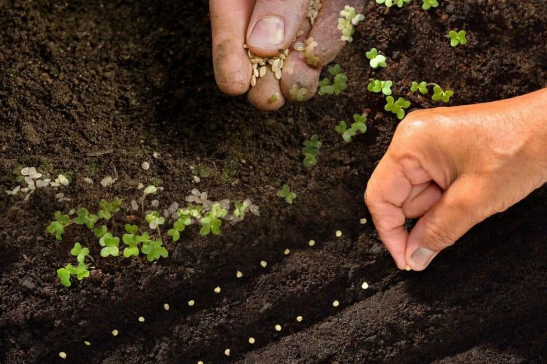 Посадка кинзы и уход за ним