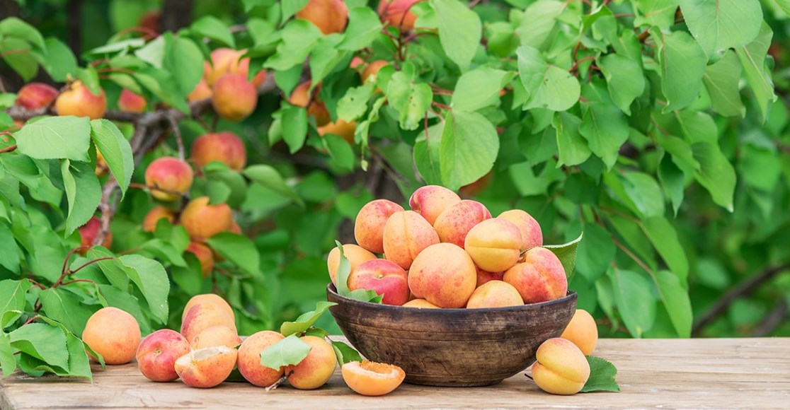 Уход за абрикосом: секреты успешного выращивания